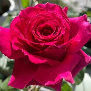 Colline Rouge Rose plant丨Flower Gardens
