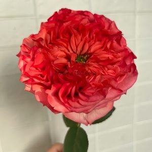 Coral Reeva Rose for sale丨Flower Gardens