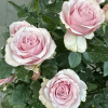Cosette Rose plant丨Flower Gardens
