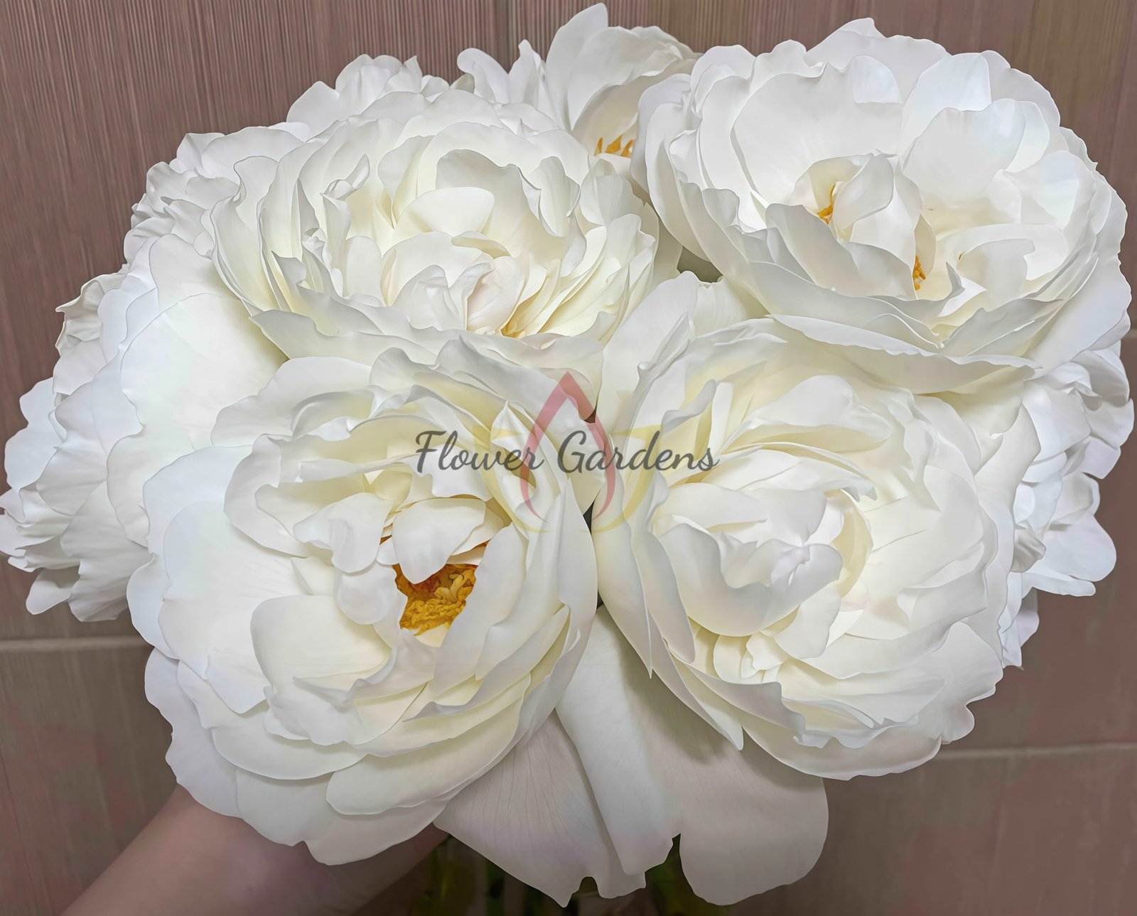 Cygne Antike Rose丨Flower Gardens