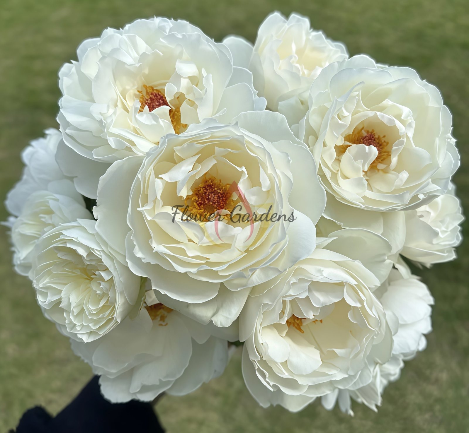 Cygne Antike Rose for sale丨Flower Gardens