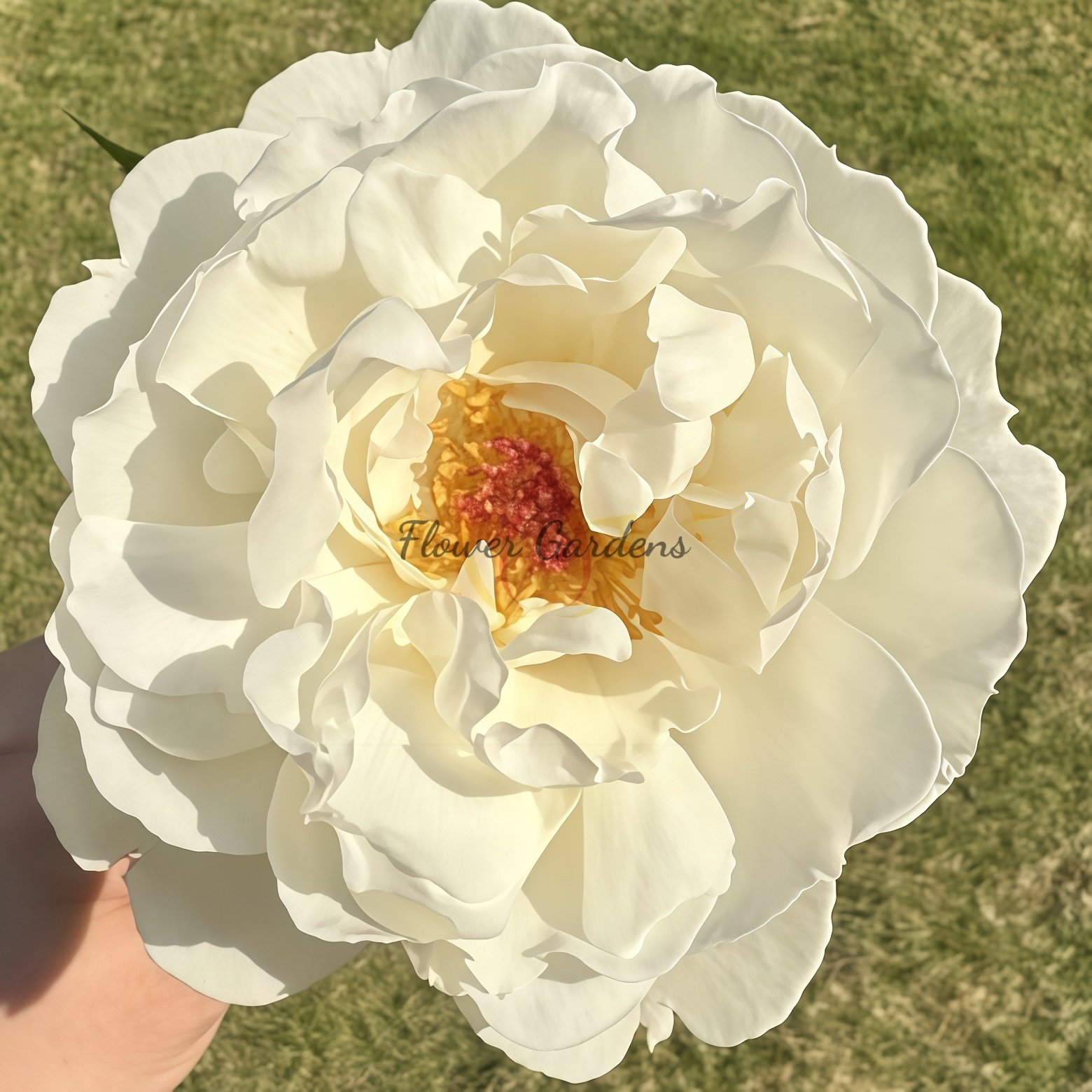 Cygne Antike Rose丨Flower Gardens