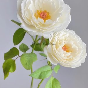 Cygne Antike Rose plant丨Flower Gardens