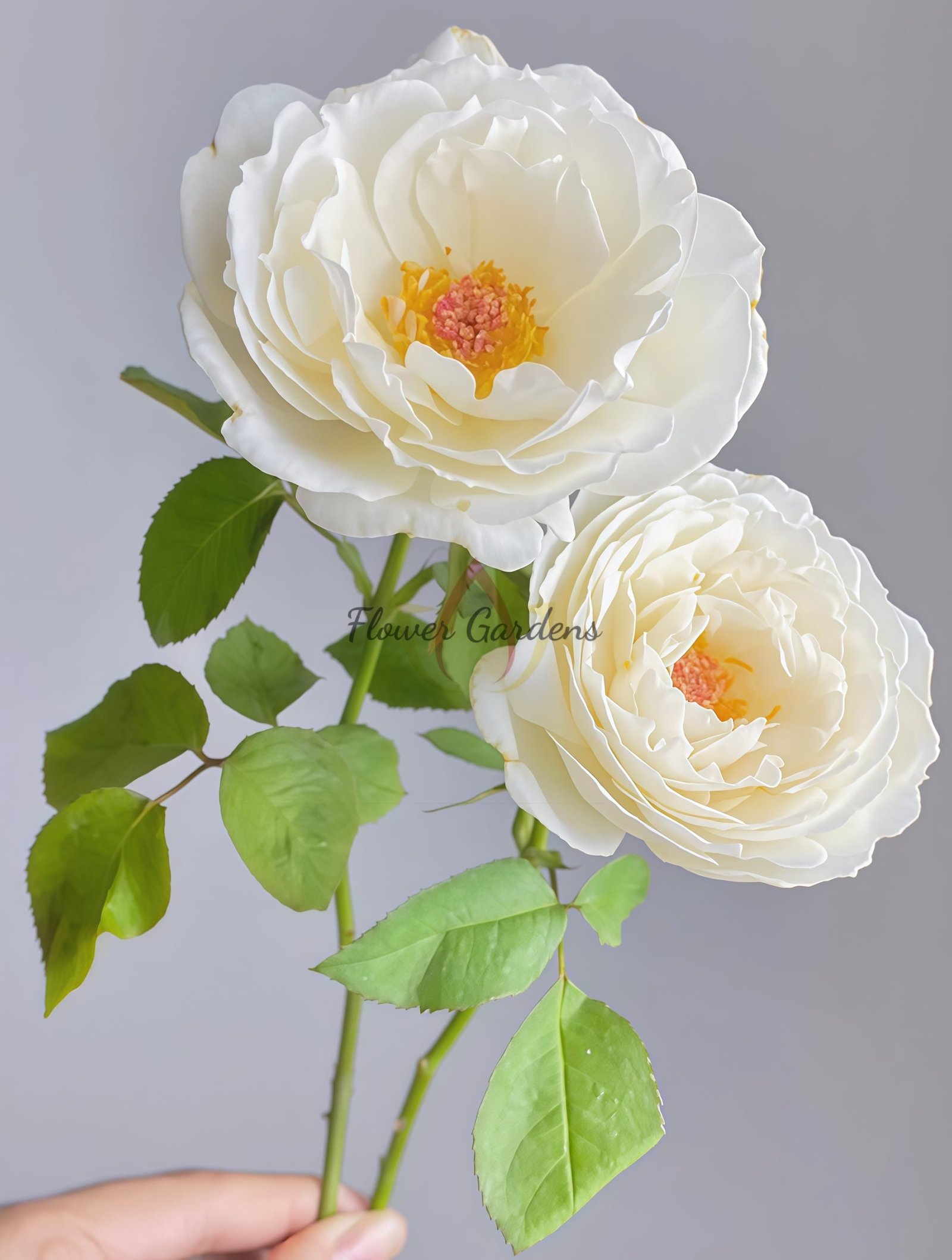 Cygne Antike Rose plant丨Flower Gardens