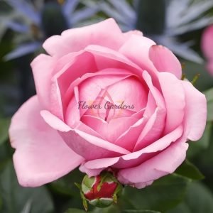 Desirée Rose丨Flower Gardens