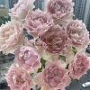 Dew Condensation Rose丨Flower Gardens
