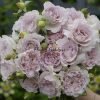 Dew Condensation Rose for sale丨Flower Gardens