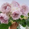 Dew Condensation Rose丨Flower Gardens