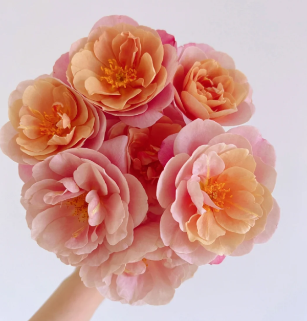Distant Drums Rose丨Flower Gardens