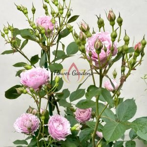 Dreamy Violet Rose plant丨Flower Gardens
