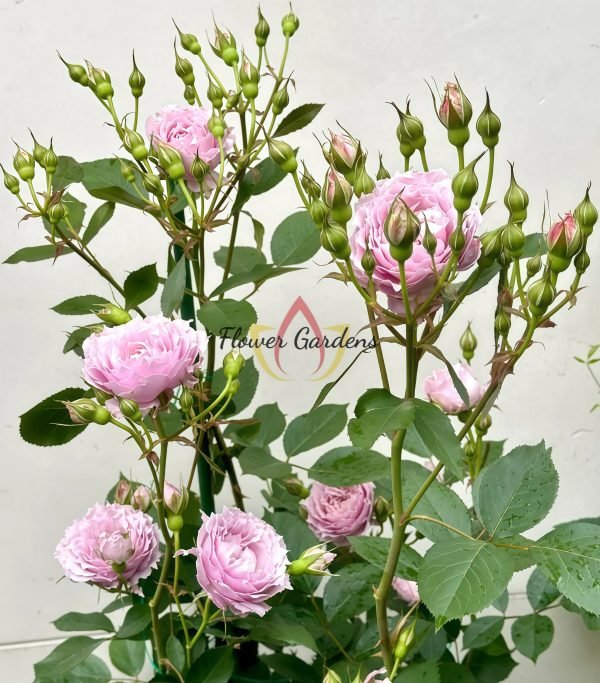 Dreamy Violet Rose plant丨Flower Gardens