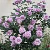 Dreamy Violet Rose丨Flower Gardens