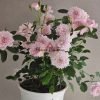 Dreamy Violet Rose丨Flower Gardens