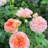 Edith Rose for sale丨Flower Gardens