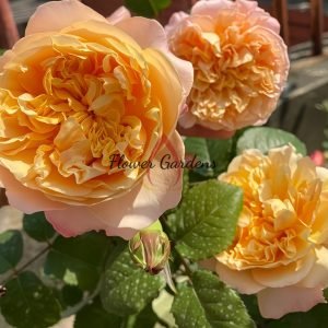 Edith Rose丨Flower Gardens