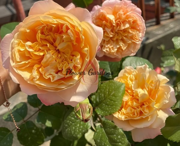 Edith Rose丨Flower Gardens