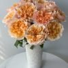 Edith Rose plant丨Flower Gardens