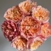 Edith Rose丨Flower Gardens