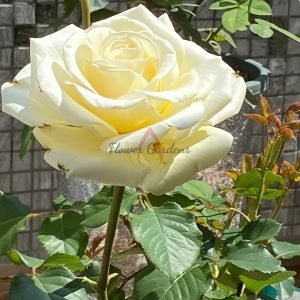 Elina Rose丨Flower Gardens