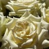 Elina Rose for sale丨Flower Gardens