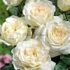 Elina Rose plant丨Flower Gardens