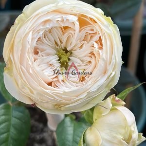 Emma Wood House Rose for sale丨Flower Gardens