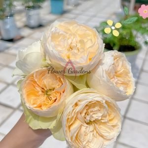 Emma Woodhouse Rose丨Flower Gardens