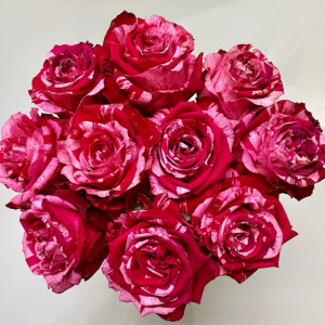 Frou Frou Rose丨Flower Gardens