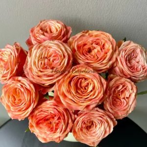 Garden City Rose丨Flower Gardens