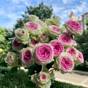 Gelato Rose for sale丨Flower Gardens