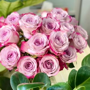 Glamorous Rose丨Flower Gardens