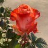 Godina Rose for sale丨Flower Gardens