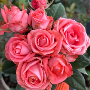 Godina Rose丨Flower Gardens