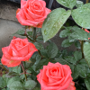 Godina Rose plant丨Flower Gardens