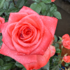 Godina Rose丨Flower Gardens