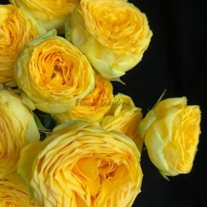 Golden Trendsetter Rose丨Flower Gardens