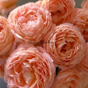 Henry Delbard Rose plant丨Flower Gardens