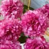 Hirari Rose for sale丨Flower Gardens