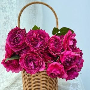Hirari Rose丨Flower Gardens