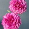 Hirari Rose丨Flower Gardens