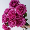 Hirari Rose plant丨Flower Gardens