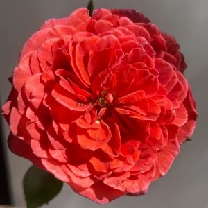 Ignition Cherry Rose丨Flower Gardens