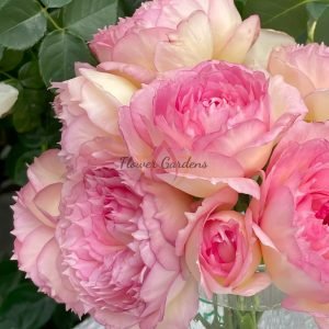 Jade Bowl Lace Rose丨Flower Gardens