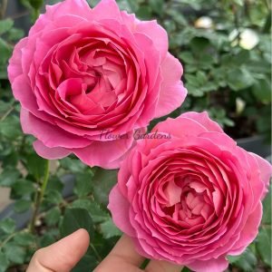 Jubilee Celebration Rose AUShunter Rose for sale丨Flower Gardens