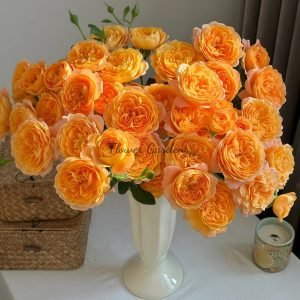 JuicyTerrazza Rose for sale丨Flower Gardens