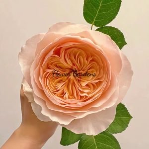 Juliet Rose plant丨Flower Gardens