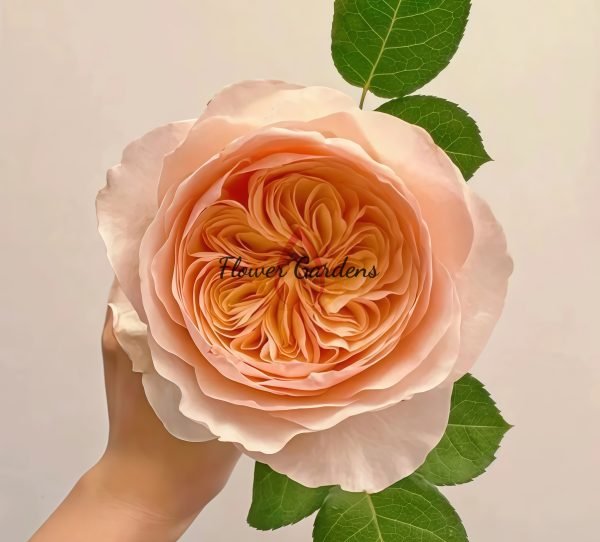 Juliet Rose plant丨Flower Gardens