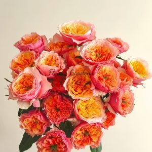 Kensington gardens Rose for sale丨Flower Gardens