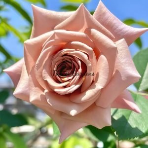 Koko Loco Rose丨Flower Gardens