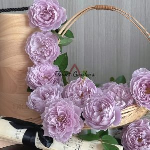 Kongmeng Rose plant丨Flower Gardens